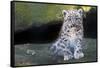 Snow leopard (Panthera uncia) cub age three months, captive-Edwin Giesbers-Framed Stretched Canvas
