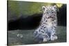 Snow leopard (Panthera uncia) cub age three months, captive-Edwin Giesbers-Stretched Canvas