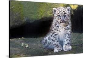 Snow leopard (Panthera uncia) cub age three months, captive-Edwin Giesbers-Stretched Canvas