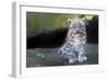 Snow leopard (Panthera uncia) cub age three months, captive-Edwin Giesbers-Framed Photographic Print