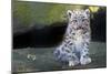 Snow leopard (Panthera uncia) cub age three months, captive-Edwin Giesbers-Mounted Photographic Print