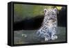 Snow leopard (Panthera uncia) cub age three months, captive-Edwin Giesbers-Framed Stretched Canvas
