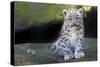 Snow leopard (Panthera uncia) cub age three months, captive-Edwin Giesbers-Stretched Canvas