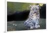 Snow leopard (Panthera uncia) cub age three months, captive-Edwin Giesbers-Framed Photographic Print