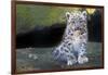 Snow leopard (Panthera uncia) cub age three months, captive-Edwin Giesbers-Framed Photographic Print