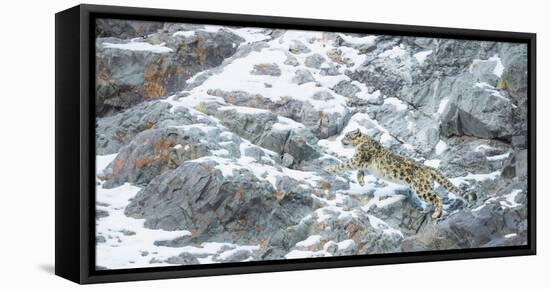 Snow Leopard (Panthera Uncia) Hemis National Park, India, February-Wim van den Heever-Framed Stretched Canvas