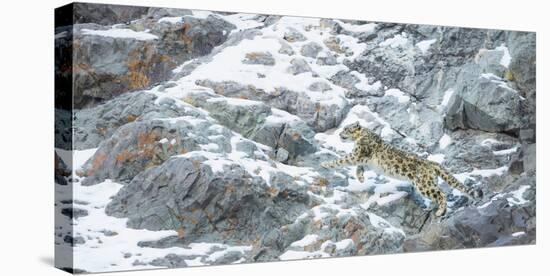 Snow Leopard (Panthera Uncia) Hemis National Park, India, February-Wim van den Heever-Stretched Canvas