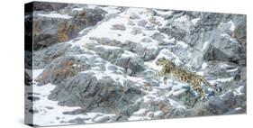 Snow Leopard (Panthera Uncia) Hemis National Park, India, February-Wim van den Heever-Stretched Canvas
