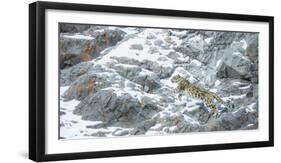 Snow Leopard (Panthera Uncia) Hemis National Park, India, February-Wim van den Heever-Framed Photographic Print