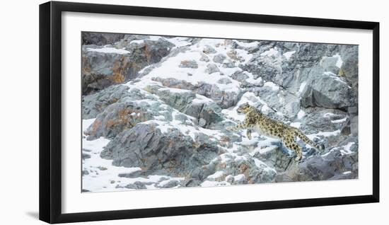Snow Leopard (Panthera Uncia) Hemis National Park, India, February-Wim van den Heever-Framed Photographic Print