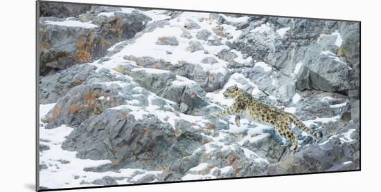 Snow Leopard (Panthera Uncia) Hemis National Park, India, February-Wim van den Heever-Mounted Photographic Print