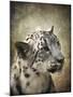 Snow Leopard Portrait-Jai Johnson-Mounted Giclee Print