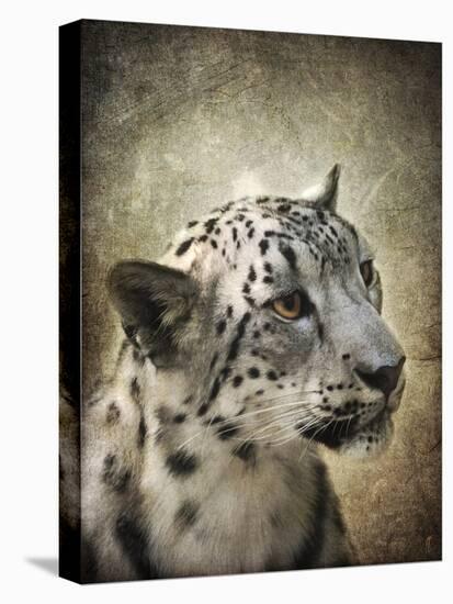 Snow Leopard Portrait-Jai Johnson-Stretched Canvas