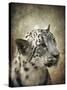 Snow Leopard Portrait-Jai Johnson-Stretched Canvas