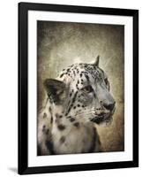 Snow Leopard Portrait-Jai Johnson-Framed Giclee Print