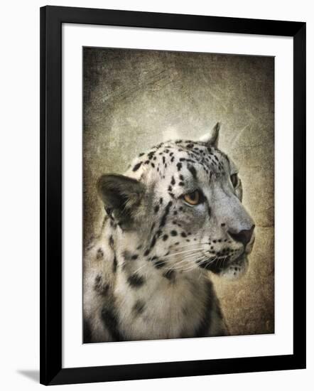 Snow Leopard Portrait-Jai Johnson-Framed Giclee Print