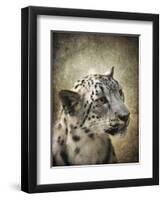 Snow Leopard Portrait-Jai Johnson-Framed Giclee Print