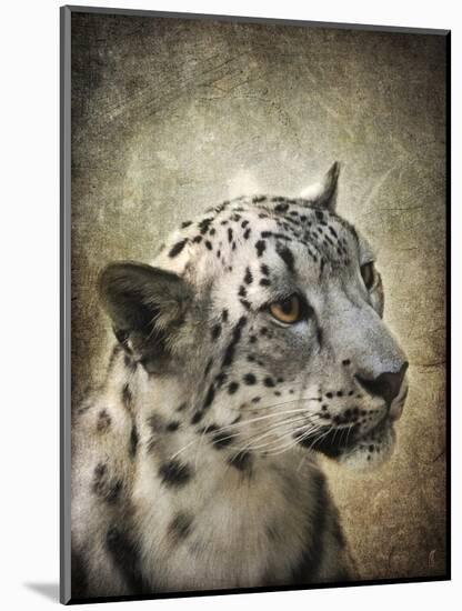 Snow Leopard Portrait-Jai Johnson-Mounted Giclee Print
