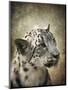 Snow Leopard Portrait-Jai Johnson-Mounted Giclee Print