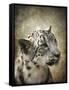 Snow Leopard Portrait-Jai Johnson-Framed Stretched Canvas