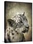 Snow Leopard Portrait-Jai Johnson-Stretched Canvas