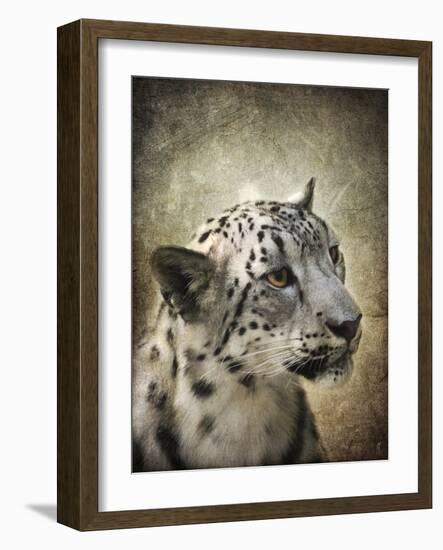 Snow Leopard Portrait-Jai Johnson-Framed Giclee Print