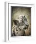 Snow Leopard Portrait-Jai Johnson-Framed Premium Giclee Print