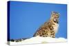 Snow Leopard Sitting in Snow-null-Stretched Canvas