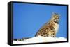 Snow Leopard Sitting in Snow-null-Framed Stretched Canvas