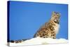 Snow Leopard Sitting in Snow-null-Stretched Canvas