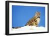 Snow Leopard Sitting in Snow-null-Framed Photographic Print