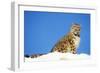 Snow Leopard Sitting in Snow-null-Framed Photographic Print