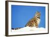 Snow Leopard Sitting in Snow-null-Framed Photographic Print