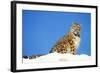 Snow Leopard Sitting in Snow-null-Framed Photographic Print