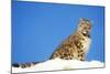 Snow Leopard Sitting in Snow-null-Mounted Photographic Print