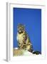 Snow Leopard Sitting on Snow Covered Rock Against Blue Sky-null-Framed Photographic Print