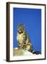 Snow Leopard Sitting on Snow Covered Rock Against Blue Sky-null-Framed Photographic Print