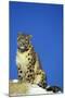 Snow Leopard Sitting on Snow Covered Rock Against Blue Sky-null-Mounted Photographic Print
