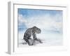 Snow Leopard Sitting on the Rock-Svetlana Foote-Framed Photographic Print