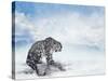 Snow Leopard Sitting on the Rock-Svetlana Foote-Stretched Canvas