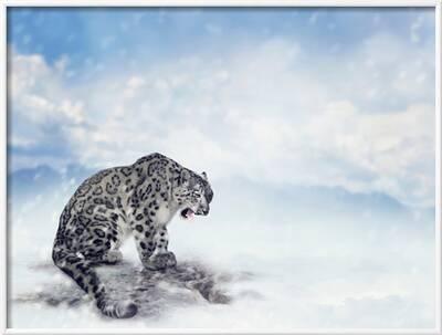 Snow Leopard Sitting On The Rock Photographic Print Svetlana Foote Allposters Com Snow Leopard Sitting On The Rock Photographic Print Svetlana Foote Allposters Com