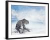 Snow Leopard Sitting on the Rock-Svetlana Foote-Framed Photographic Print