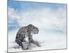 Snow Leopard Sitting on the Rock-Svetlana Foote-Mounted Photographic Print