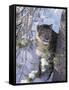 Snow Leopard Sitting under Tree-DLILLC-Framed Stretched Canvas