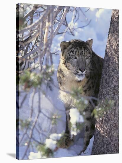 Snow Leopard Sitting under Tree-DLILLC-Stretched Canvas