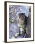 Snow Leopard Sitting under Tree-DLILLC-Framed Premium Photographic Print