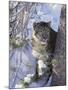 Snow Leopard Sitting under Tree-DLILLC-Mounted Premium Photographic Print