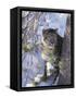 Snow Leopard Sitting under Tree-DLILLC-Framed Stretched Canvas