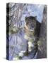 Snow Leopard Sitting under Tree-DLILLC-Stretched Canvas