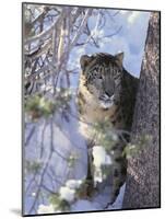 Snow Leopard Sitting under Tree-DLILLC-Mounted Photographic Print